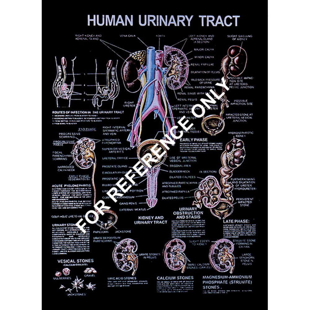 🖼️ Image ALT Tags:
"Porifera Coelenterata Platyhelminthes Charts for Zoology Labs"
"ESAW Animal Phyla Biology Visual Chart Set for Classrooms"
"Buy Zoology Educational Charts for Lab Use – ESAW India"
"Laminated Biology Charts – Animal Classification Teaching Aids"