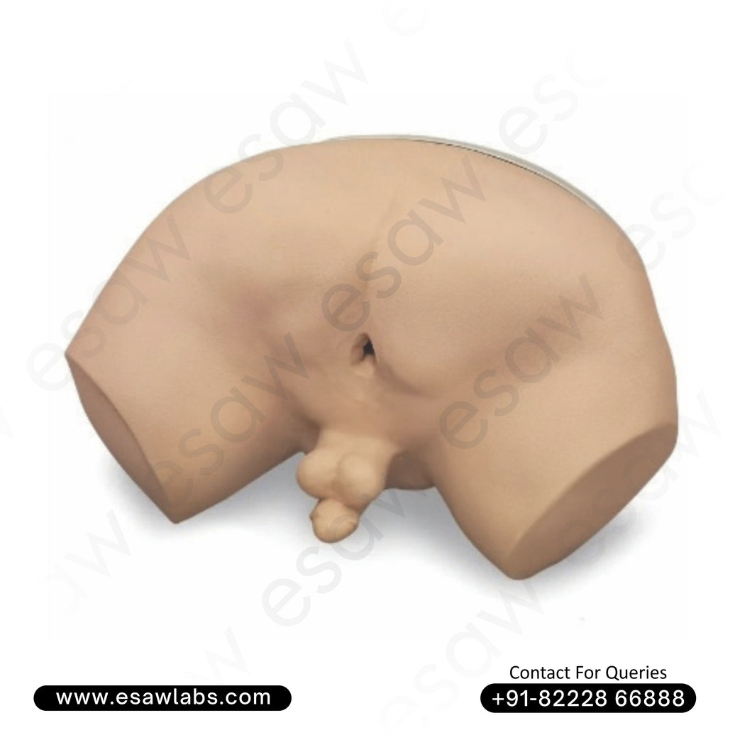 Prostate Examination Simulator – Diagnostic Training Model for Prostate Carcinoma | ESAW India