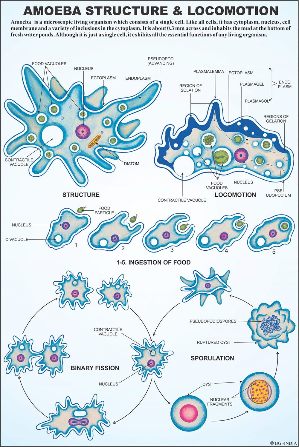 🖼️ Image ALT Tags:
"Protozoa Biology Educational Chart for School Labs"
"Laminated Protozoa Visual Aid for Classrooms – ESAW India"
"Set of Protozoa Charts for Zoology and Life Science Teaching"
"Best Protozoa Science Posters for Students and Researchers"