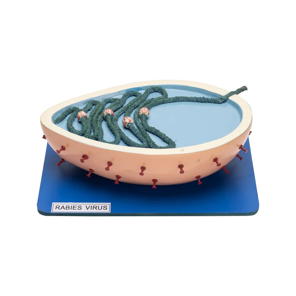 Image ALT Tags:
"Rabies Virus Model for Virology Teaching Labs"
"ESAW Enlarged Lyssavirus Structure for Medical Education"
"Plastic Rabies Virus Demonstration Model for Science Classrooms"