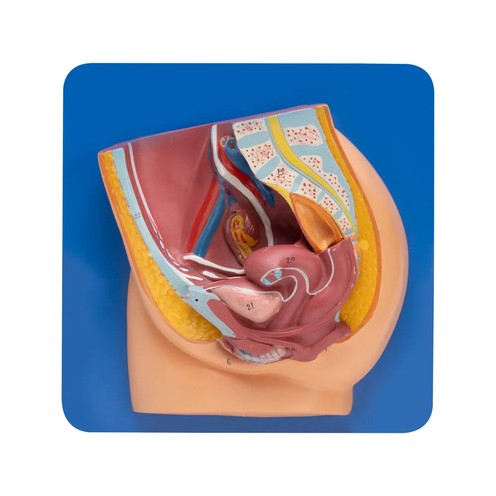 🖼 Image ALT Tags:
"Female Reproductive System Model for Nursing Colleges"
"Anatomical Model of Female Organs for Medical Education"
"Export Quality Female Anatomy Model from India"