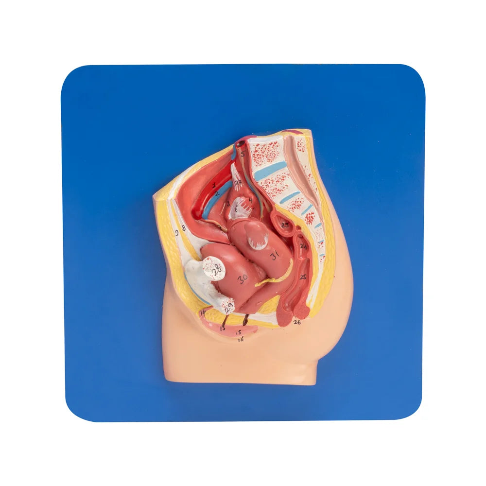 Image ALT Tags:
"Life-size male reproductive system model for medical students"
"Affordable anatomical model of male organs for school labs"
"Educational urology display model for nursing colleges"
