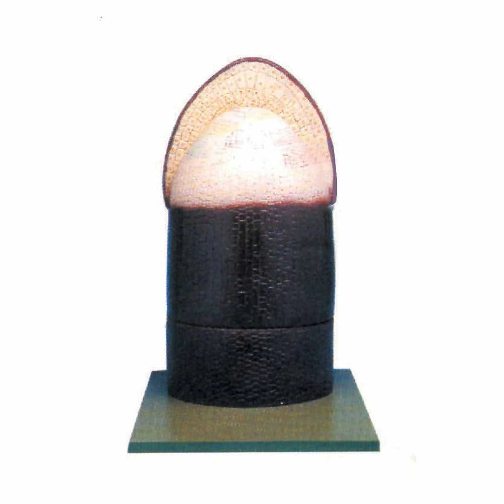 🖼 Image ALT Tags:
"Root Tip of Fern Model for Plant Biology Lab Use"
"Enlarged Botanical Root Apex Teaching Model"
"Fern Root Cell Division Demonstration Model for Classroom"