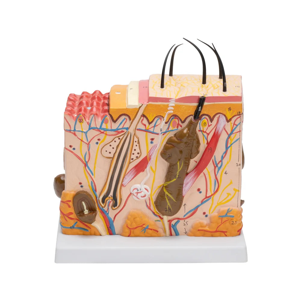 Image ALT Tags:
"Cross-Sectional Skin Model for Medical Education"
"Enlarged Human Skin Model for Biology Classrooms"
"Anatomy Skin Layer Model for Nursing Colleges"