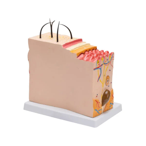 Buy Skin Model – Cross-Sectional Human Skin Anatomy Model for Medical and Lab Education