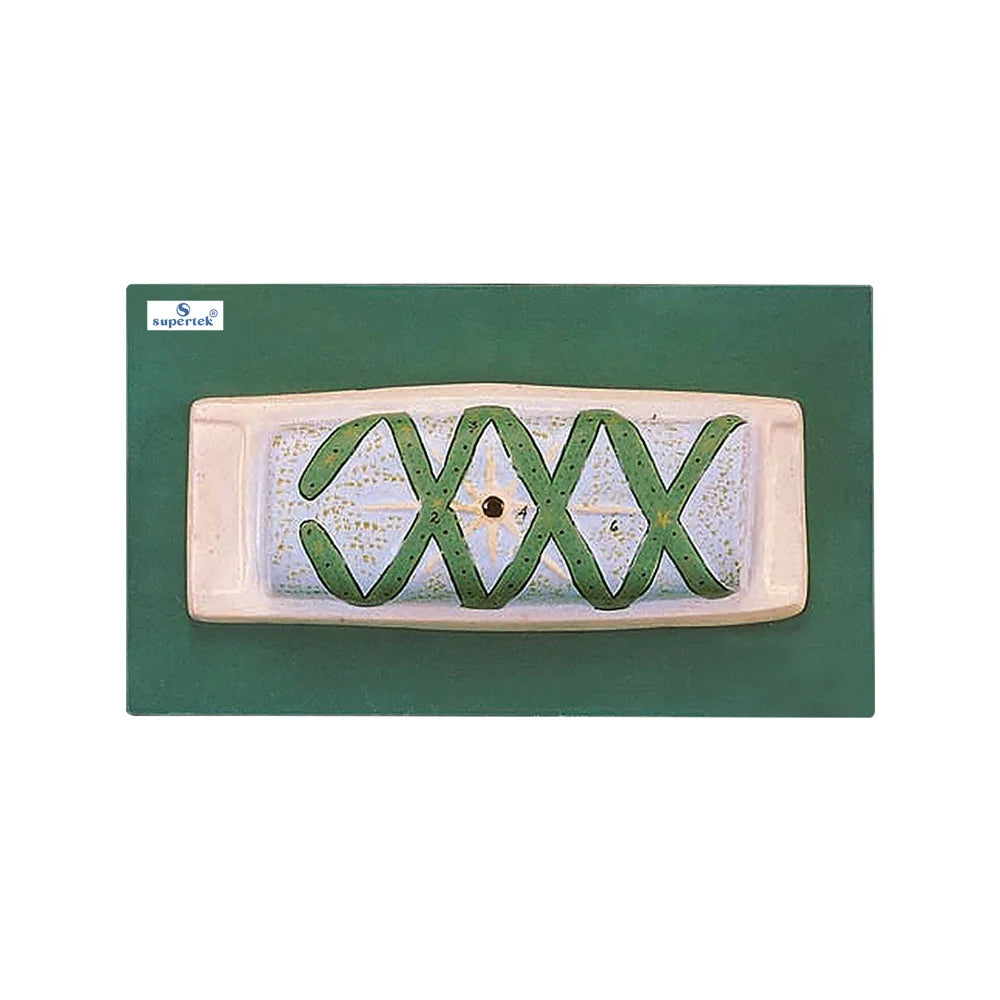 🖼️ Image ALT Tags (SEO Optimized):
"Spirogyra Cell Teaching Model for Biology Students"
"Export Quality Spirogyra Cell Model India"
"Enlarged Plant Cell Model for School and College Labs"