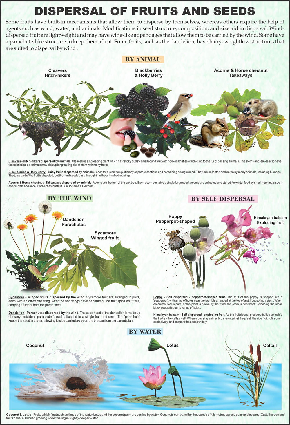 🖼️ Image ALT Tags:
"Seeds and Fruits Chart for Botany Classroom"
"Educational Poster of Seed and Fruit Types for Students"
"Laminated Science Chart on Fruits and Seeds for Lab Use"
"Seed Structure and Fruit Dispersal Educational Aid"