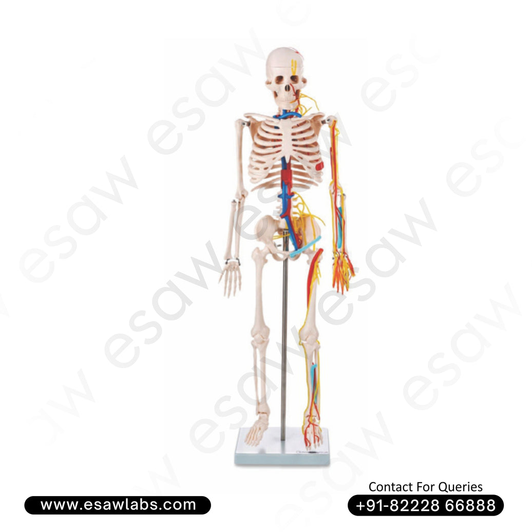 Skeleton with Nerves and Blood Vessels Model 85 CM