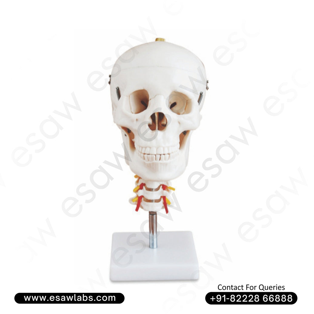 Life-Size Human Skull with Cervical Spine Model – 3-Part Dissectible
