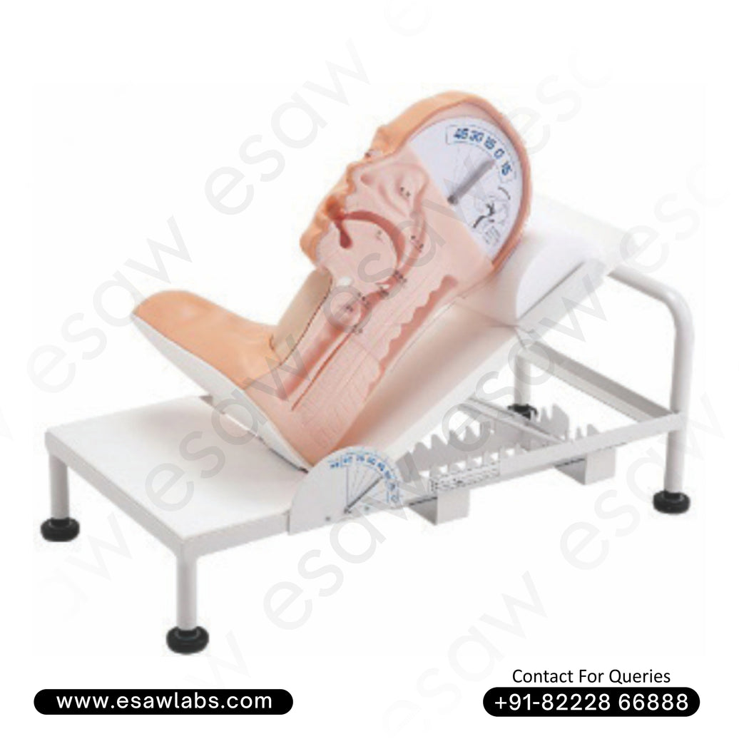 Swallow Mechanism Simulator – Swallowing Disorder Training Manikin | ESAW India