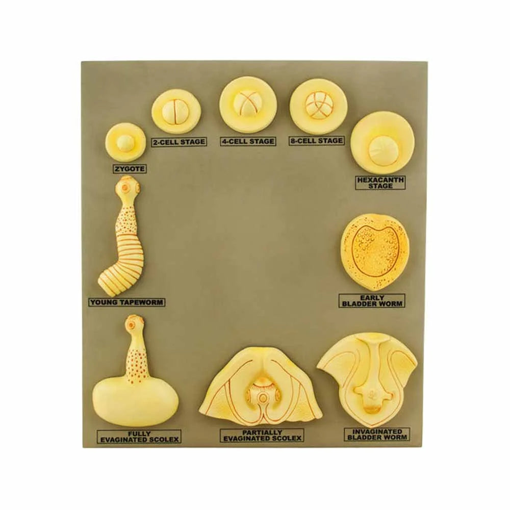 ALT Tags for Product Images:
"Taenia Saginata anatomical model for biology labs"
"Helminth parasite educational model for colleges"
"Tapeworm life cycle model for medical students"