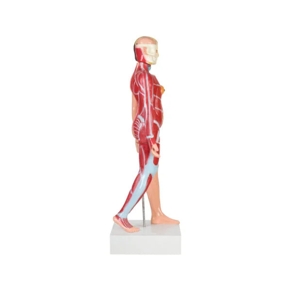 Buy Female Torso Model – Full-Size Human Anatomy Teaching Aid for Labs & Medical Colleges