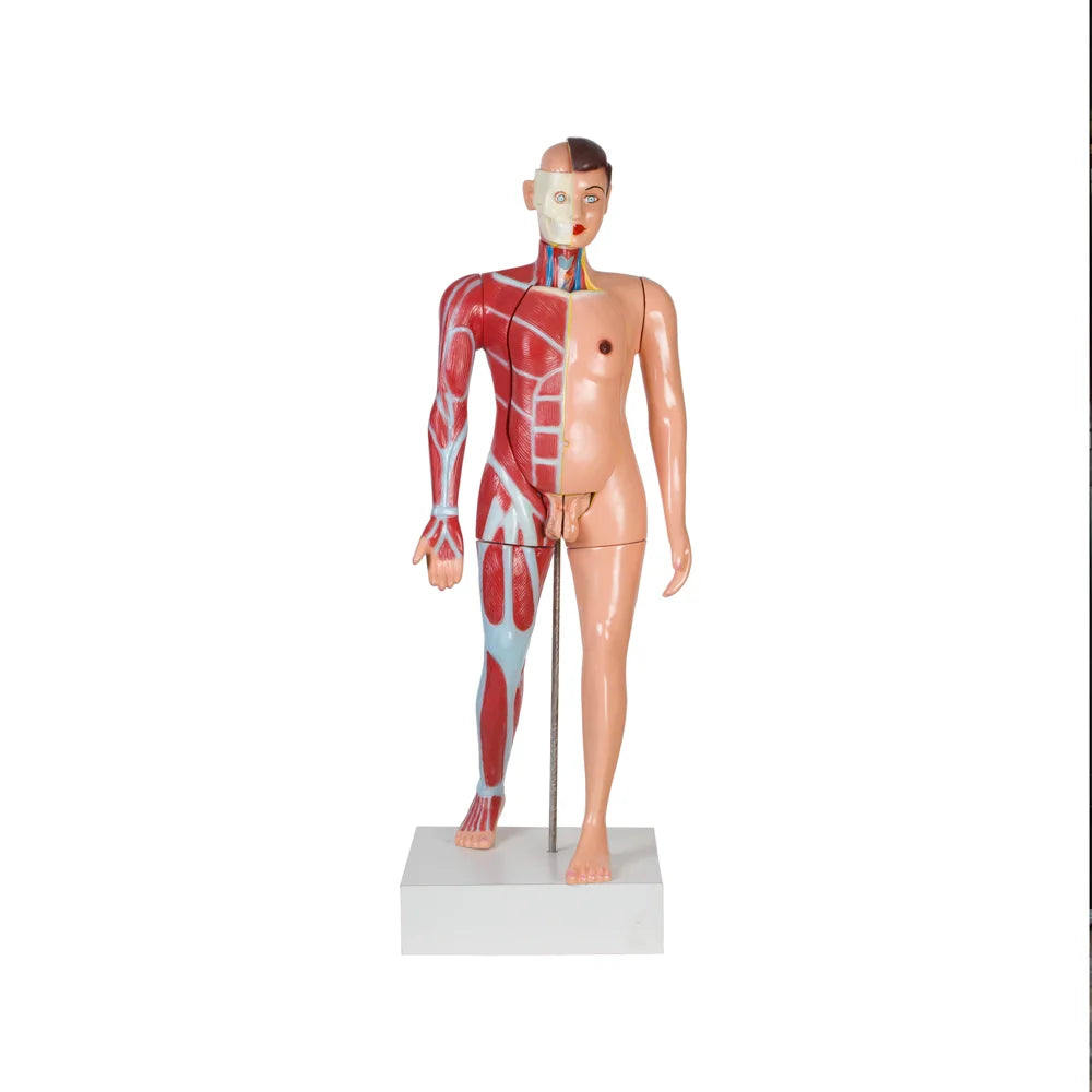 Image ALT Tags:
"Full Size Male Torso Model for Medical and Nursing Labs"
"Life-Size Anatomical Torso with Removable Organs – ESAW India"
"Medical Training Torso for Human Anatomy Education in Schools and Colleges"