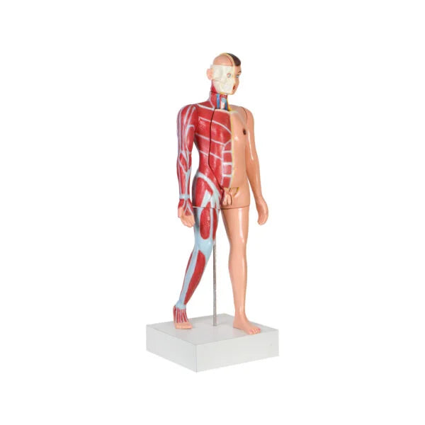 Buy Torso Male Full Size – Medical-Grade Anatomical Model for Labs