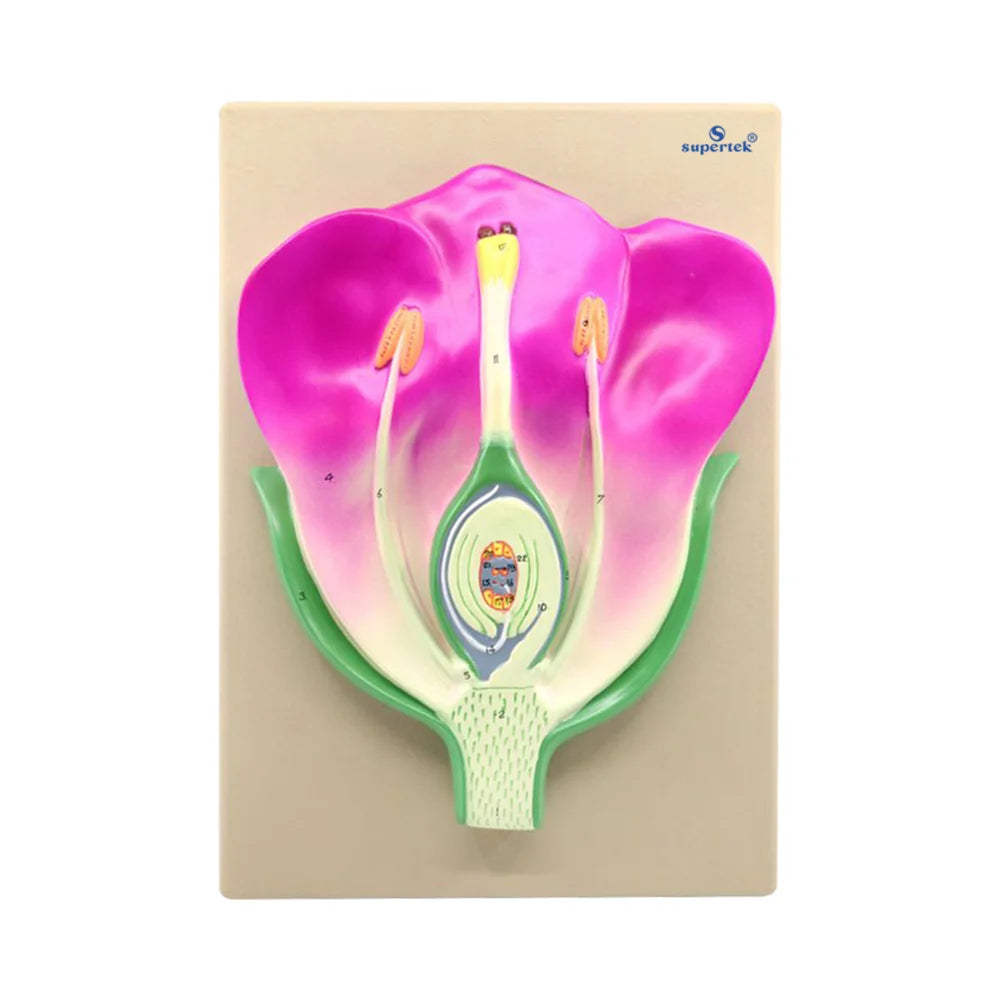 🖼️ Image ALT Tags (Optimized):
"Typical Flower Longitudinal Section Model for Biology Class"
"L.S. Flower Model for Science Labs and Botany Education"
"Educational Plant Anatomy Model for Schools and Colleges"