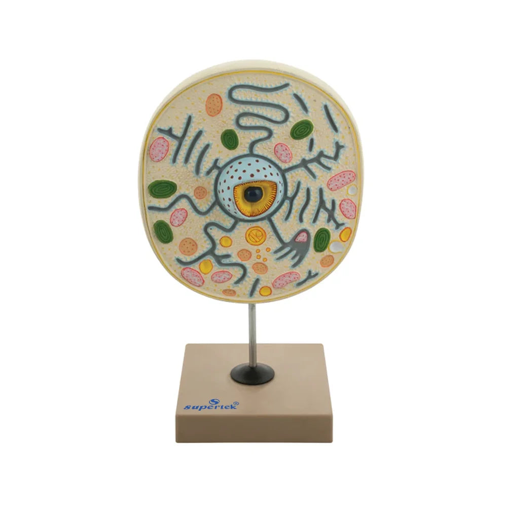 🖼 Image ALT Tags:
"3D Typical Plant Cell Model for Biology Students"
"Plant Cell Lab Model with Color-Coded Organelles"
"ESAW India Plant Cell Model for Educational Labs"
