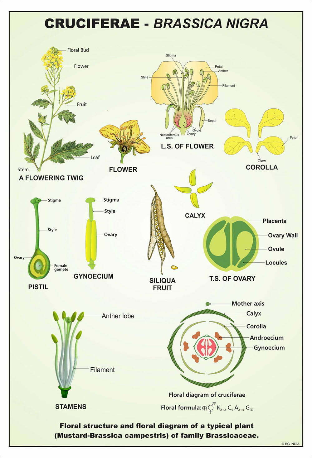 Image ALT Tags:
“Taxonomy Specimen Set for Biology Students”
“Preserved Animal and Plant Samples for Classrooms”
“Educational Classification Kit for School Labs”
“25-Specimen Biology Taxonomy Set – ESAW India”