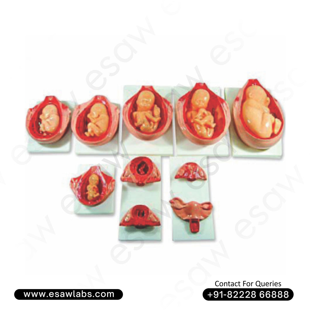 Fetal Development Model – 10-Stage Fetus Growth During Gestation