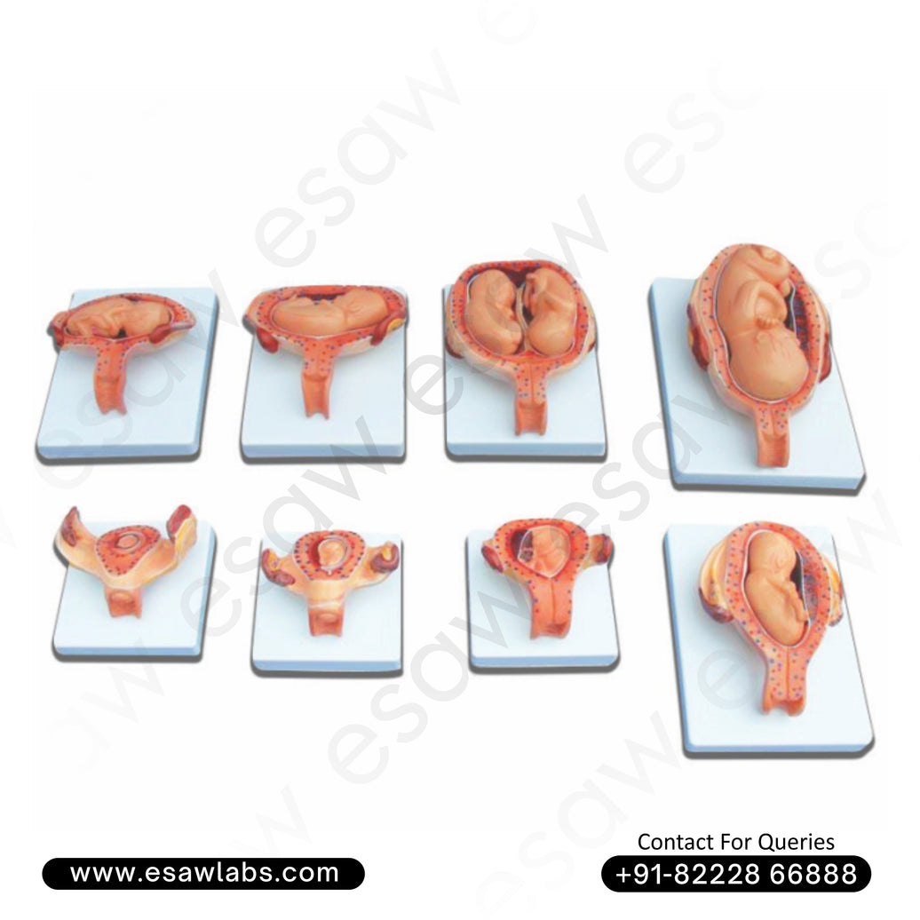 Fetal Development Process Model (Half Size) – 8-Part Pregnancy Teaching Model