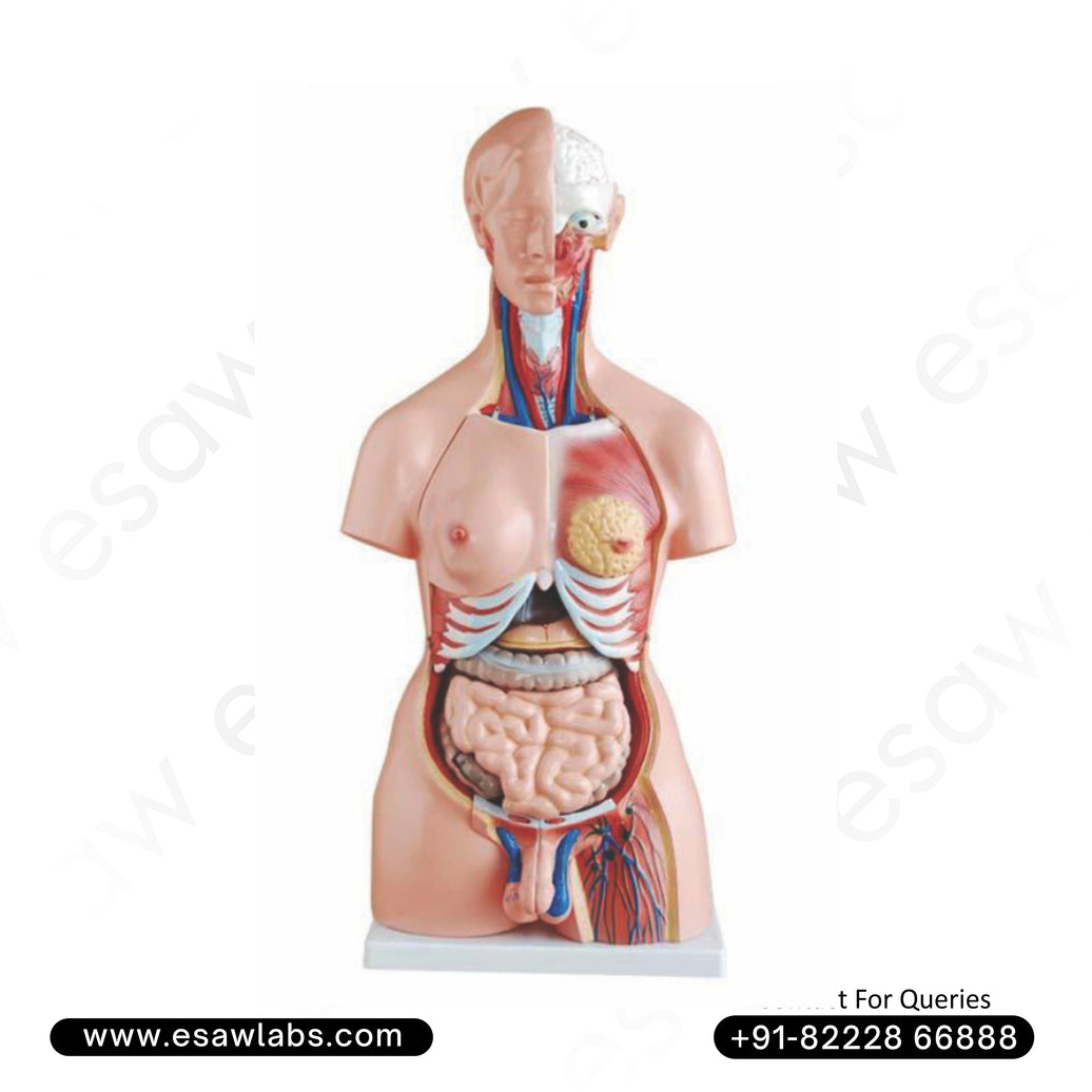 Unisex Human Torso Model – 23 Parts | 85CM | Buy Anatomical Torso with Male & Female Organs – ESAW India