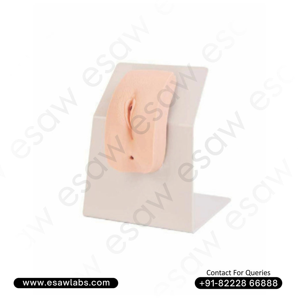 🖼 Image ALT Tags:
"Full Size Human Skeleton Model for Medical Colleges"
"Anatomical Skeleton Teaching Model on Stand"
"Export Quality Skeleton Model for Biology Labs"