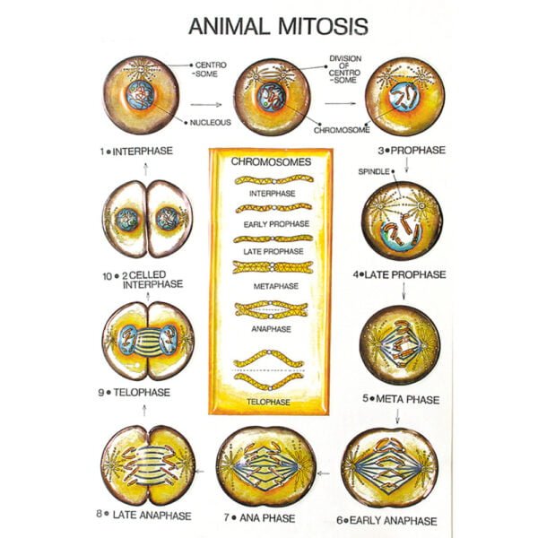 Buy Zoology Series I – Biological Classification Models for Students & Labs