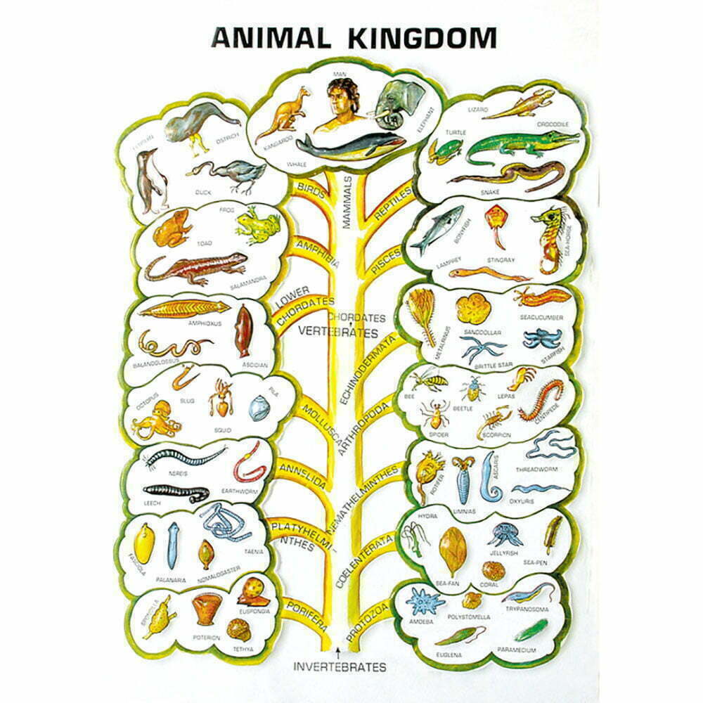 Buy Zoology Series II – Comparative Animal Model Set for Educational Labs