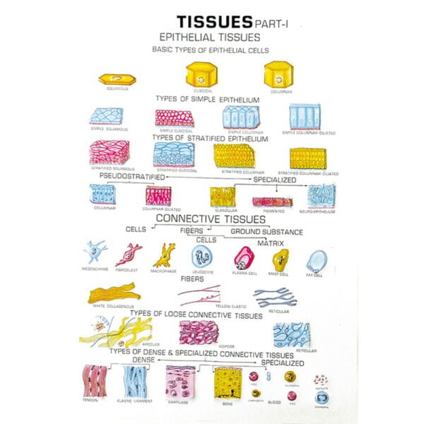 🖼 Image ALT Tags:
"Zoology Series II Comparative Animal Model Set"
"Educational Zoology Models for Biology Labs"
"Export Quality Animal Anatomy Models – ESAW India"