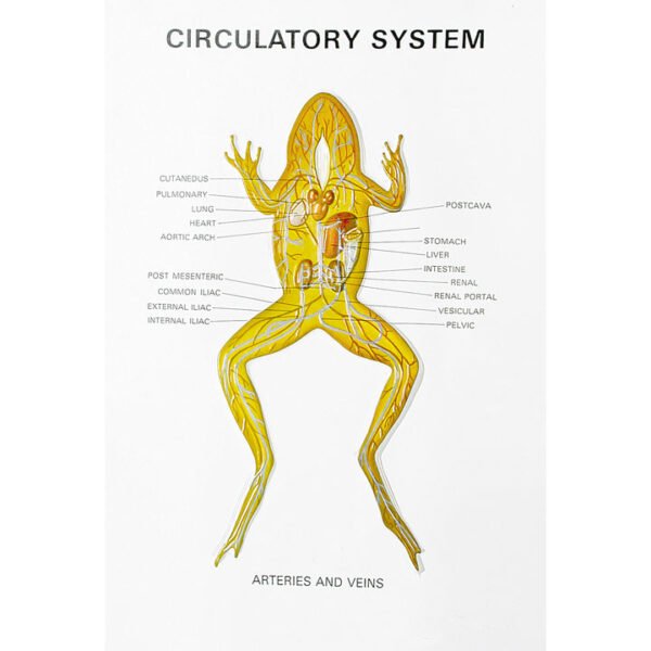 🖼 Image ALT Tags:
"Frog Dissection Model for Biology Labs"
"Zoology Series III Frog Educational Model by ESAW India"
"Frog Anatomy Chart for Students and Schools"