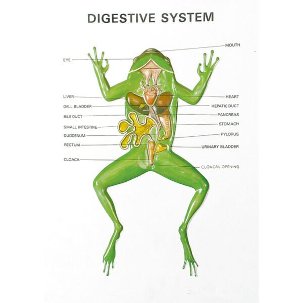 Buy Zoology Series III Frog – Educational Dissection Model for Biology Labs