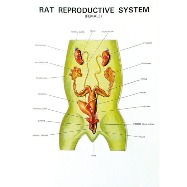 Buy Zoology Series IV – Rat Dissection Model for Biology Labs & Classrooms