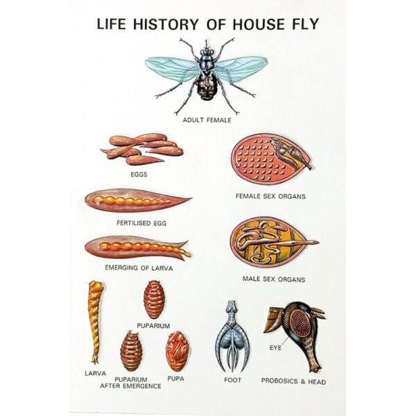 🖼 Image ALT Tags:
"Zoology Series V Animal Anatomy Models for Biology Labs"
"Educational Plastic Animal Models for Science Classrooms"
"Zoology Dissection Replacement Models for Schools India"