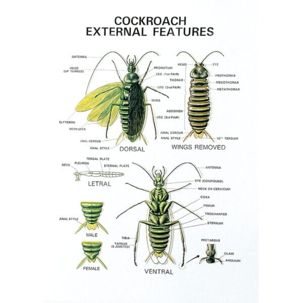 Buy Zoology Series V Models – Educational Animal Models for Lab and Classroom Use