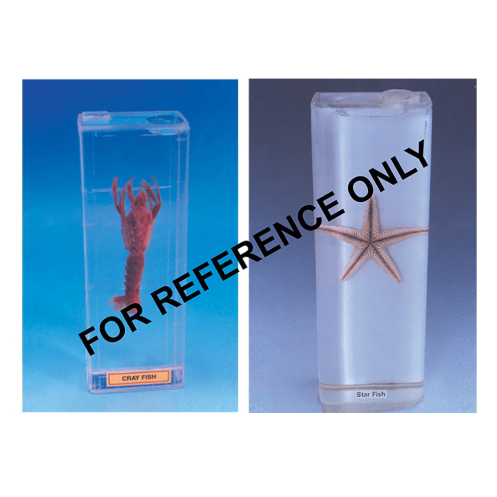 Germination & Dispersal