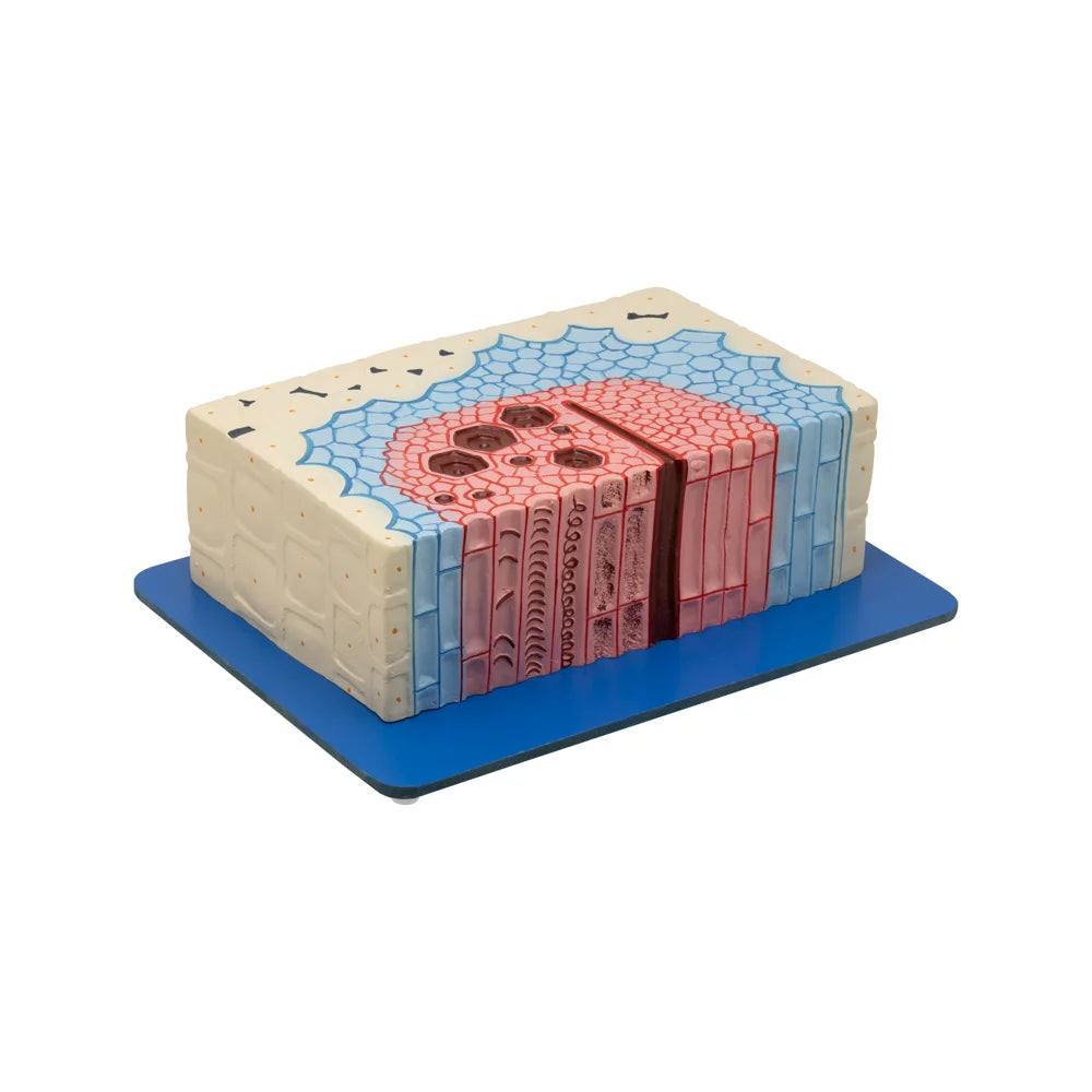 🖼️ Image ALT Tags (SEO-Optimized):
"Plant Cambium Tissue Model for Biology Lab Demonstration"
"Cross-Section Model of Cambium Tissue for Botany Classroom"
"Affordable Plant Tissue Cambium Model for Labs in India"