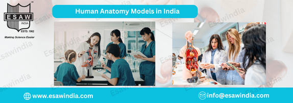 Human Anatomy Models in India
