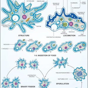 Biological Charts