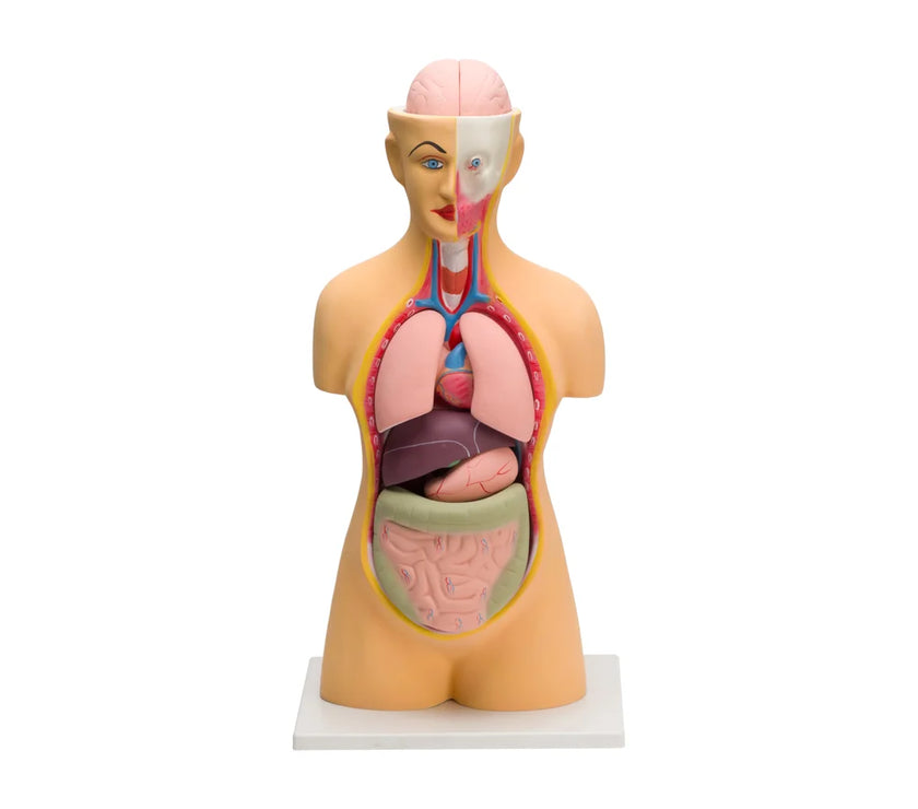 HUMAN TORSO BIG (10 PARTS)