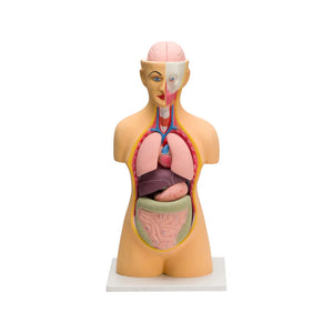 Image ALT Tags:

"Big 10-Part Human Torso Model for School and Medical Labs"

"Educational Human Anatomy Torso with Detachable Organs"

"Export Quality Human Torso Model by ESAW India for Biology Class"