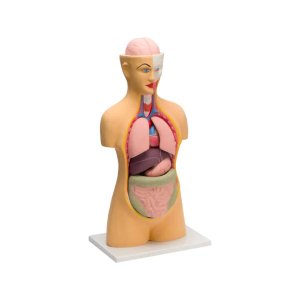 Buy Human Torso Model – Big 10-Part Anatomical Training Model for Labs & Institutions