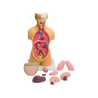 Buy Human Torso Model – Big 10-Part Anatomical Training Model for Labs & Institutions