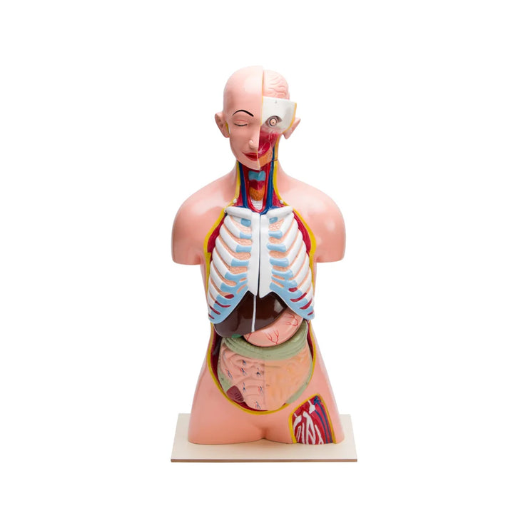 Image ALT Tags:

"12-Part Human Torso Anatomy Model for Classroom Demonstration"

"Anatomical Human Torso with Removable Organs – ESAW India"

"Durable Science Lab Torso Model for Medical Students"