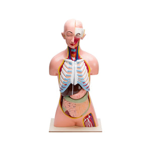 Image ALT Tags:

"12-Part Human Torso Anatomy Model for Classroom Demonstration"

"Anatomical Human Torso with Removable Organs – ESAW India"

"Durable Science Lab Torso Model for Medical Students"