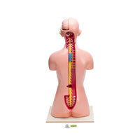 Buy Human Torso 12 Parts – Educational Anatomy Model for Students & Labs