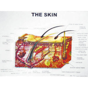 🖼 Image ALT Tags:

"3D Raised Relief Model for Geography Classrooms"

"Plastic Relief Topographic Map for Science Education"

"Affordable 3D Plastic Model for Schools in India"