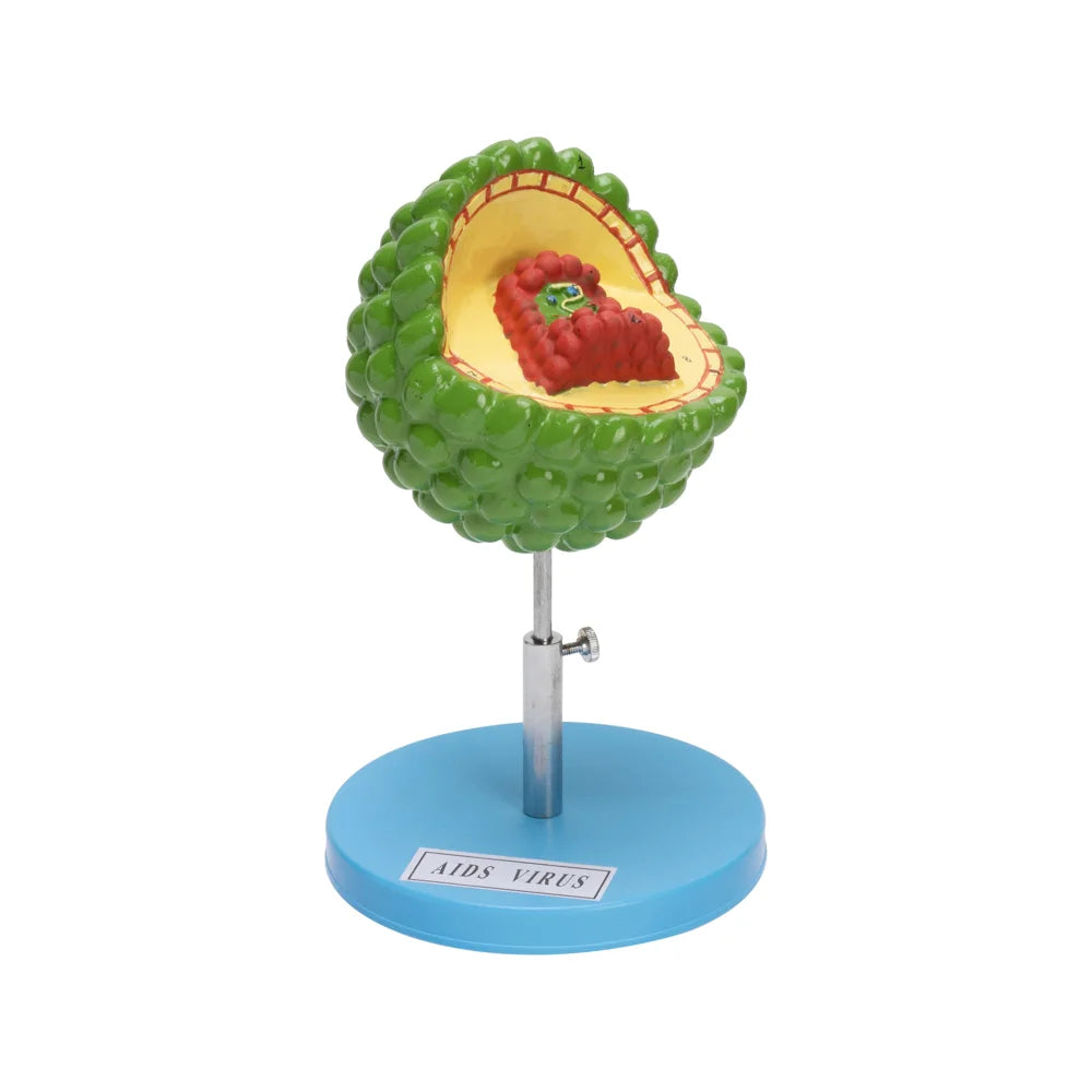 Image ALT Tags:

"AIDS Virus Enlarged 3D Model for Biology and Virology Labs"

"ESAW HIV Virus Cross-Section Model for Medical Training"

"Educational AIDS Virus Model for Schools and Research Institutes"