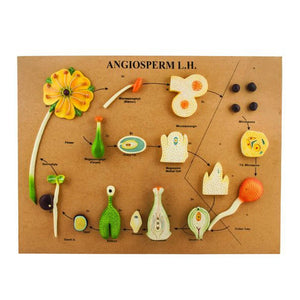 🖼️ Image ALT Tags (SEO-Focused):

"Angiosperm Life Cycle Model for Biology Classrooms"

"Plant Life Cycle Teaching Model for Science Labs"

"Educational Botany Model – Angiosperm Development India"