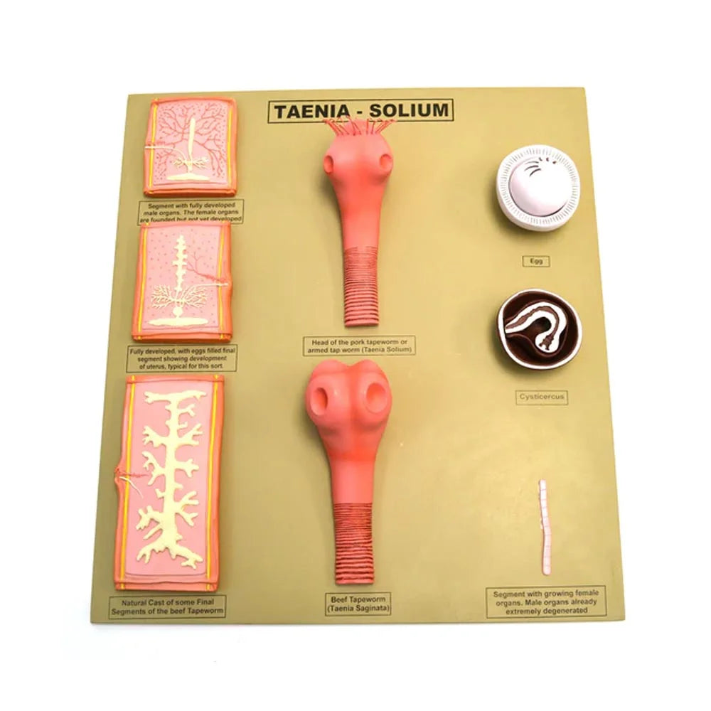 ALT Tags for Product Images:

"Tapeworm Taenia solium anatomical model for biology labs"

"Educational tapeworm model for parasitology classes"

"Taenia solium model on base for medical and nursing education"