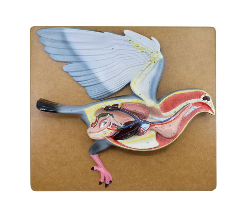 AVIAN ANATOMY