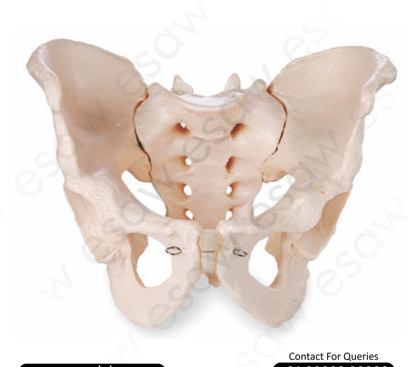 Adult Male Human Pelvis Model – Life-Size Anatomical Pelvic Skeleton for Medical Study